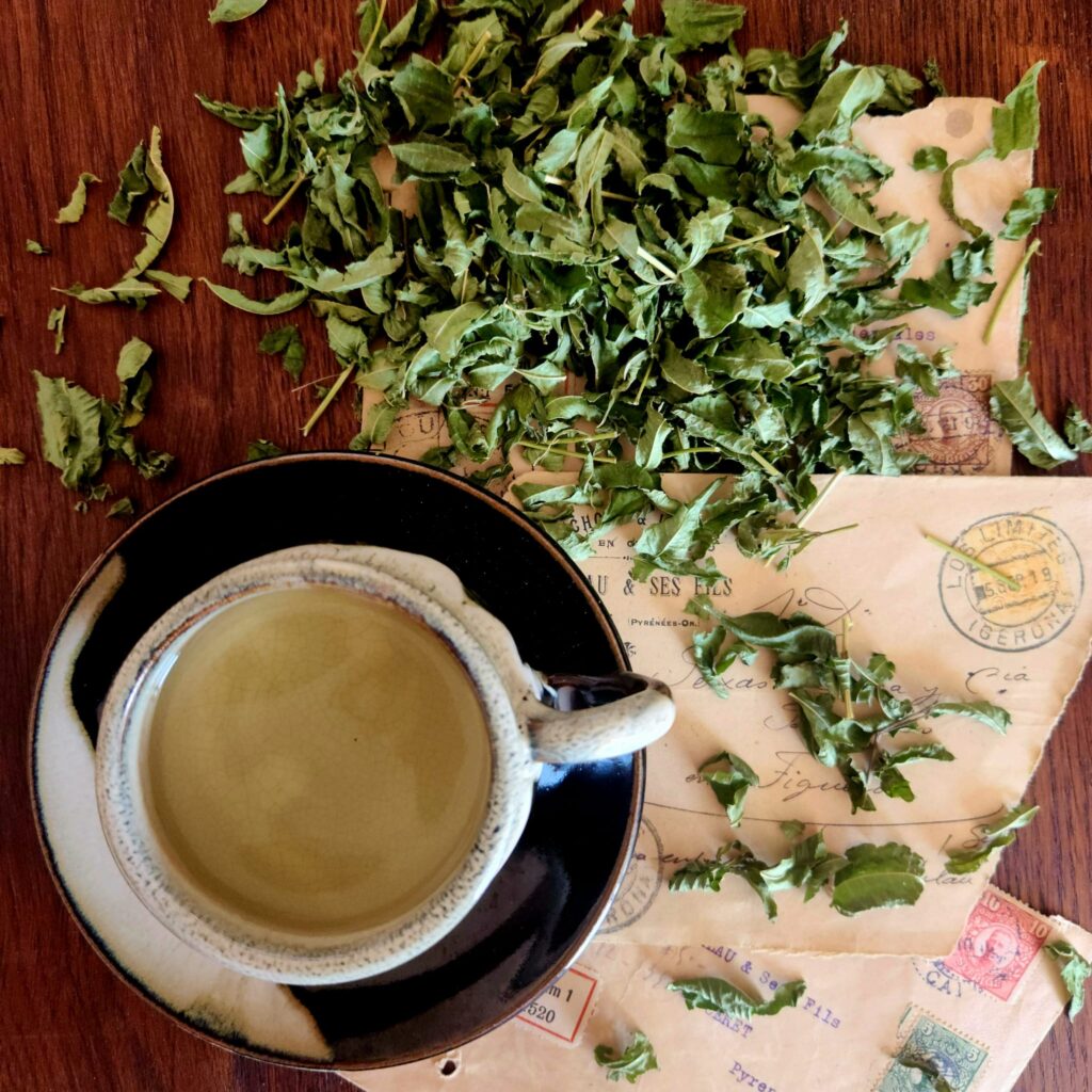 Verveine citronnée avec tasse