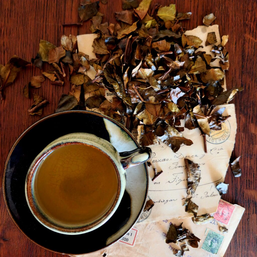 Essence du Bancha avec tasse