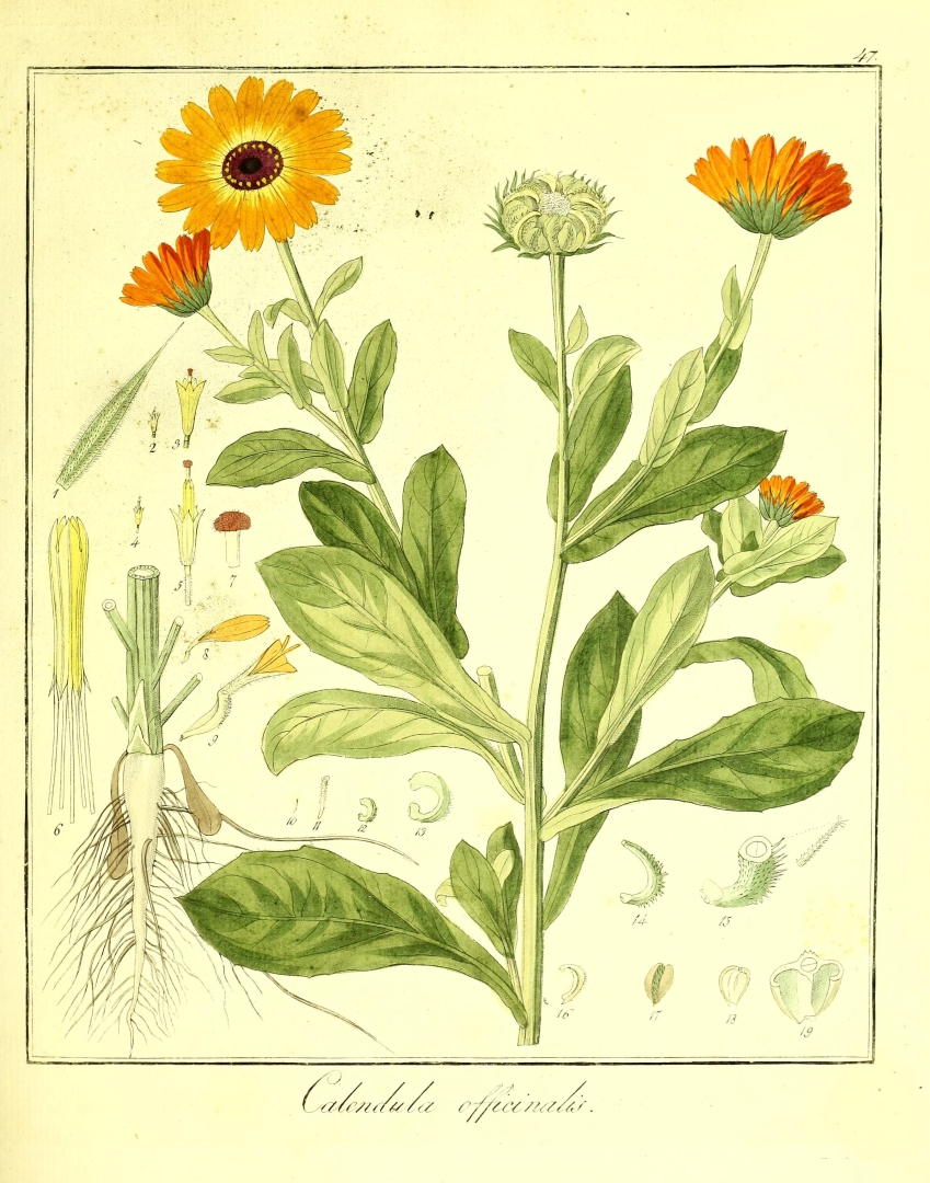 Calendula officinalis