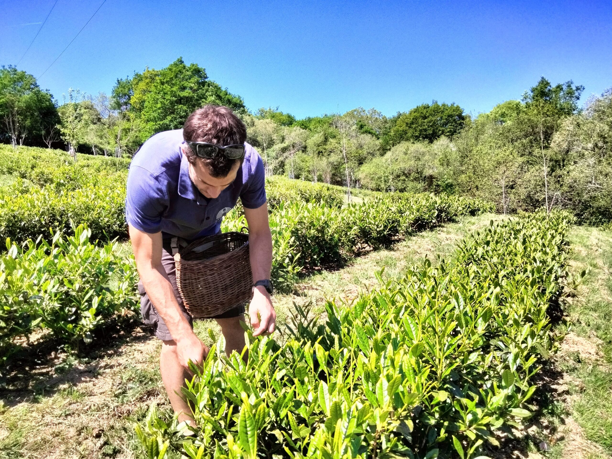 Mikel Esclamadon en train de récolter les feuilles de thé, Ilgora Herriko Tea