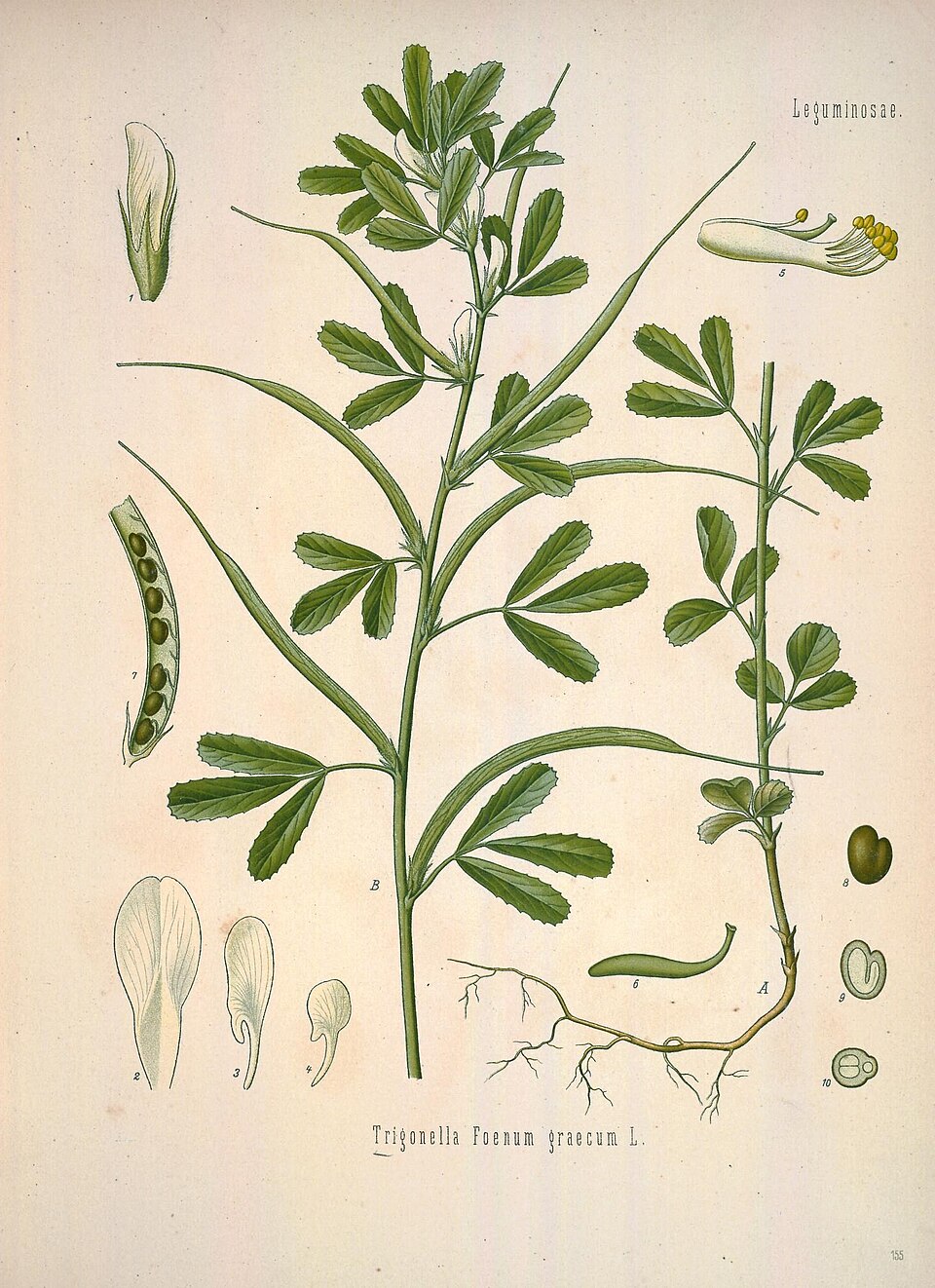 Trigonella foenum-graecum