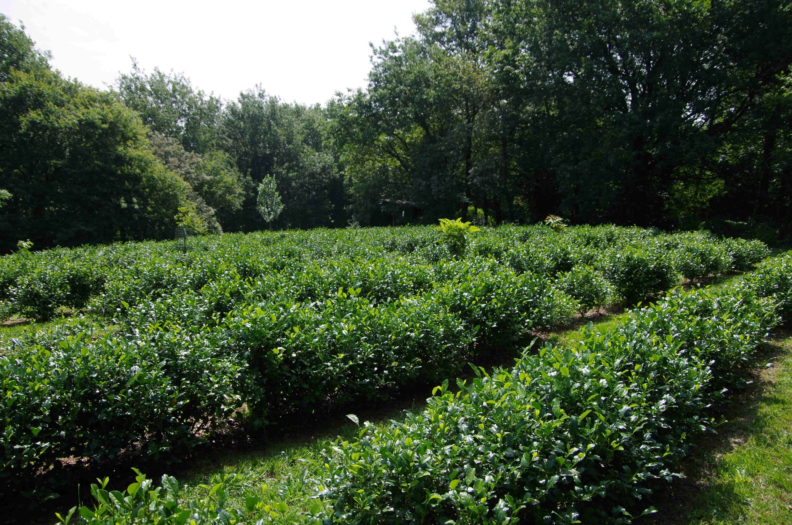 Jardin Iturri, Ilgora Herriko Tea