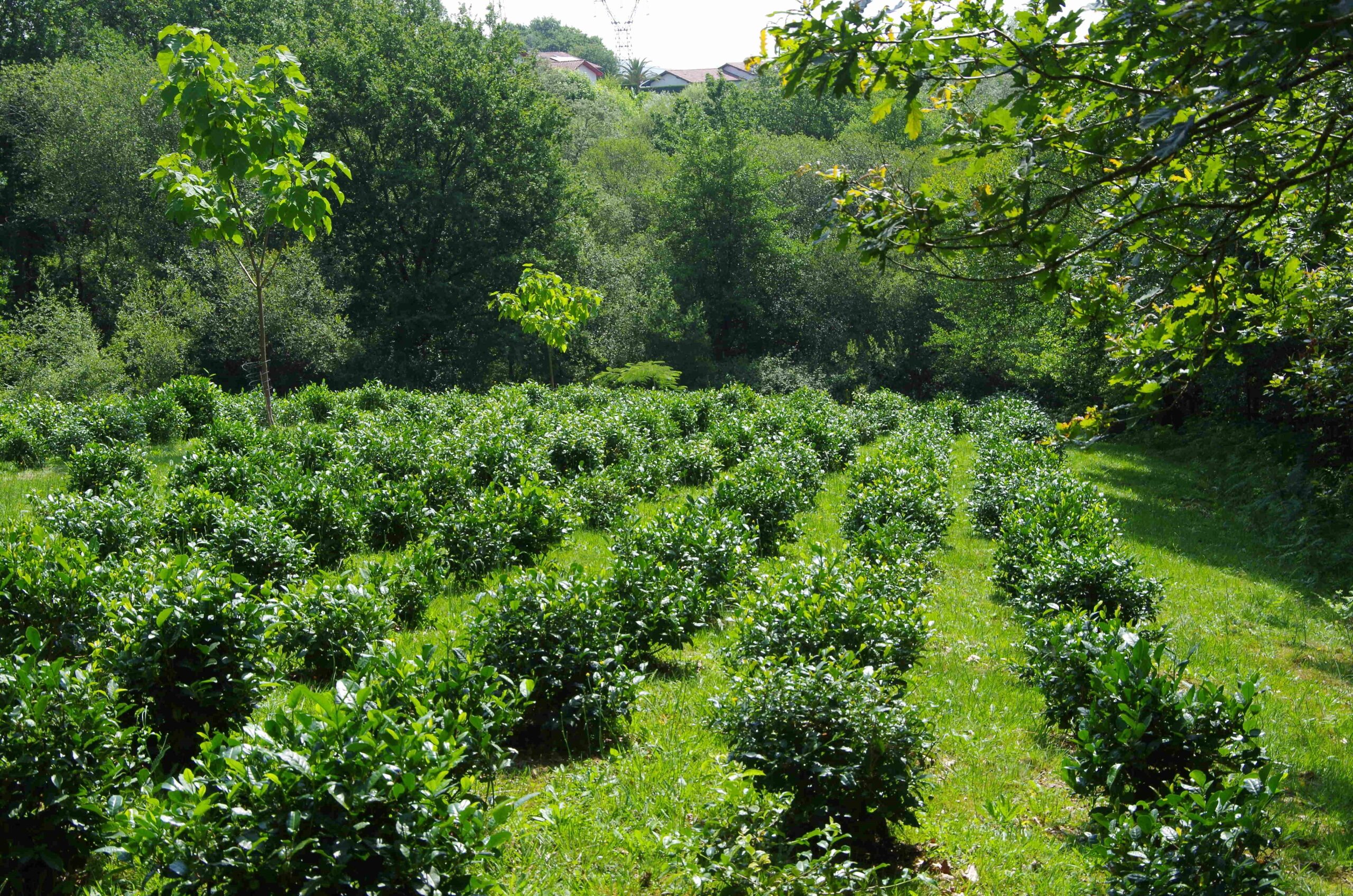 Jardin Alkaxuri, Ilgora Herriko Tea