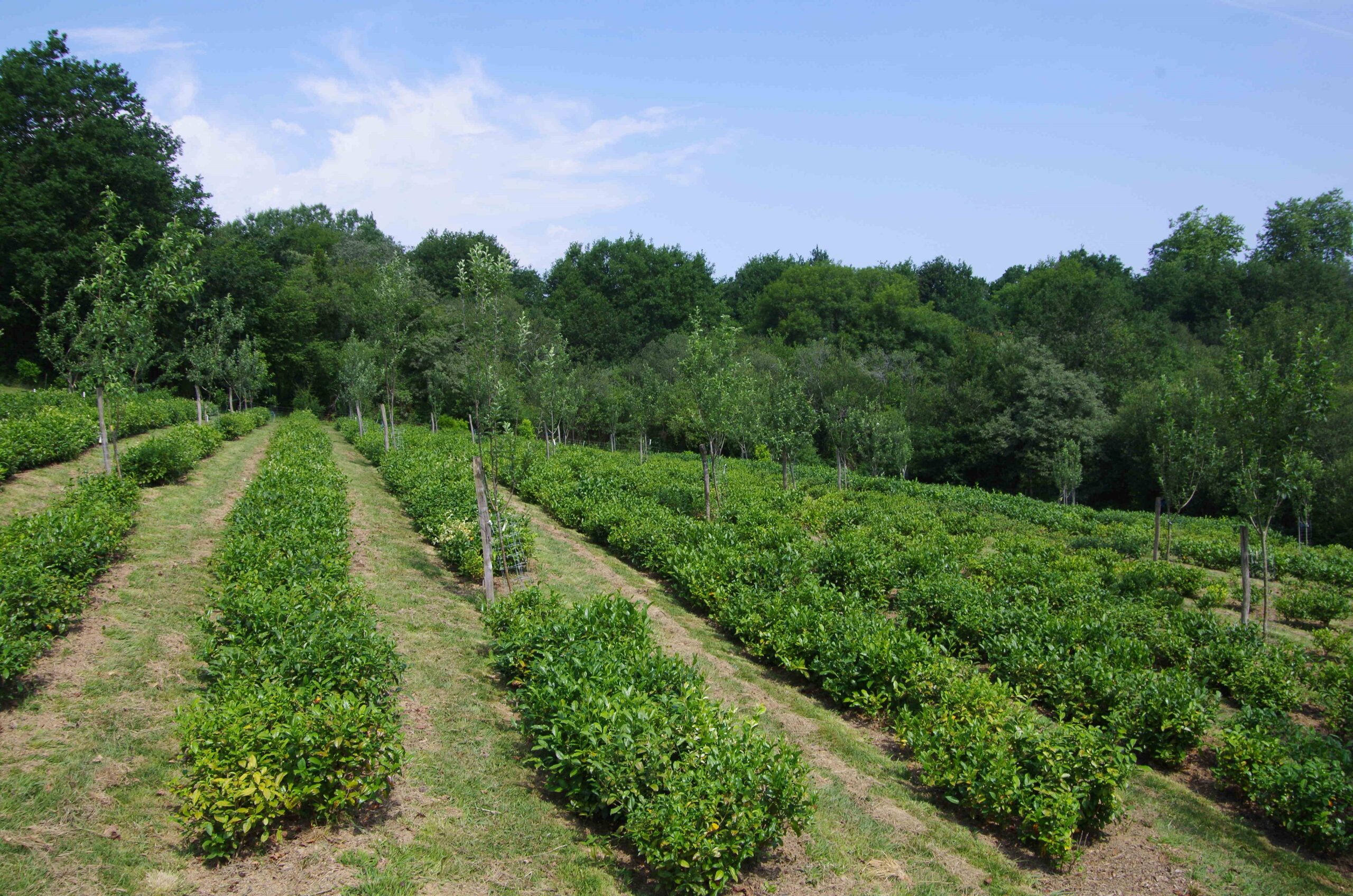 Jardin Sagardi, Ilgora Herriko Tea, Ustaritz, Pays Basque