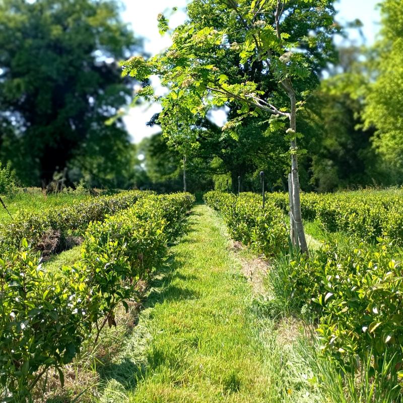 Jardin de théiers, Les Landes Vivantes, Treffieux, Loire-Atlantique