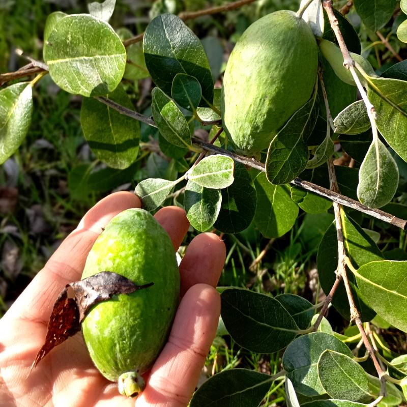 Feijoa cultivée à la ferme Les Landes Vivantes
