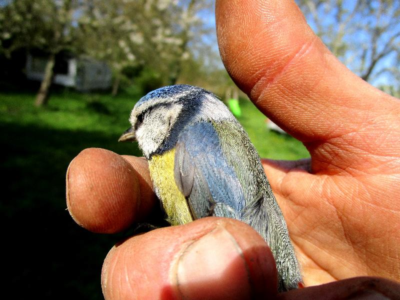 Mésange bleue dans la main de Thomas, Les Landes Vivantes