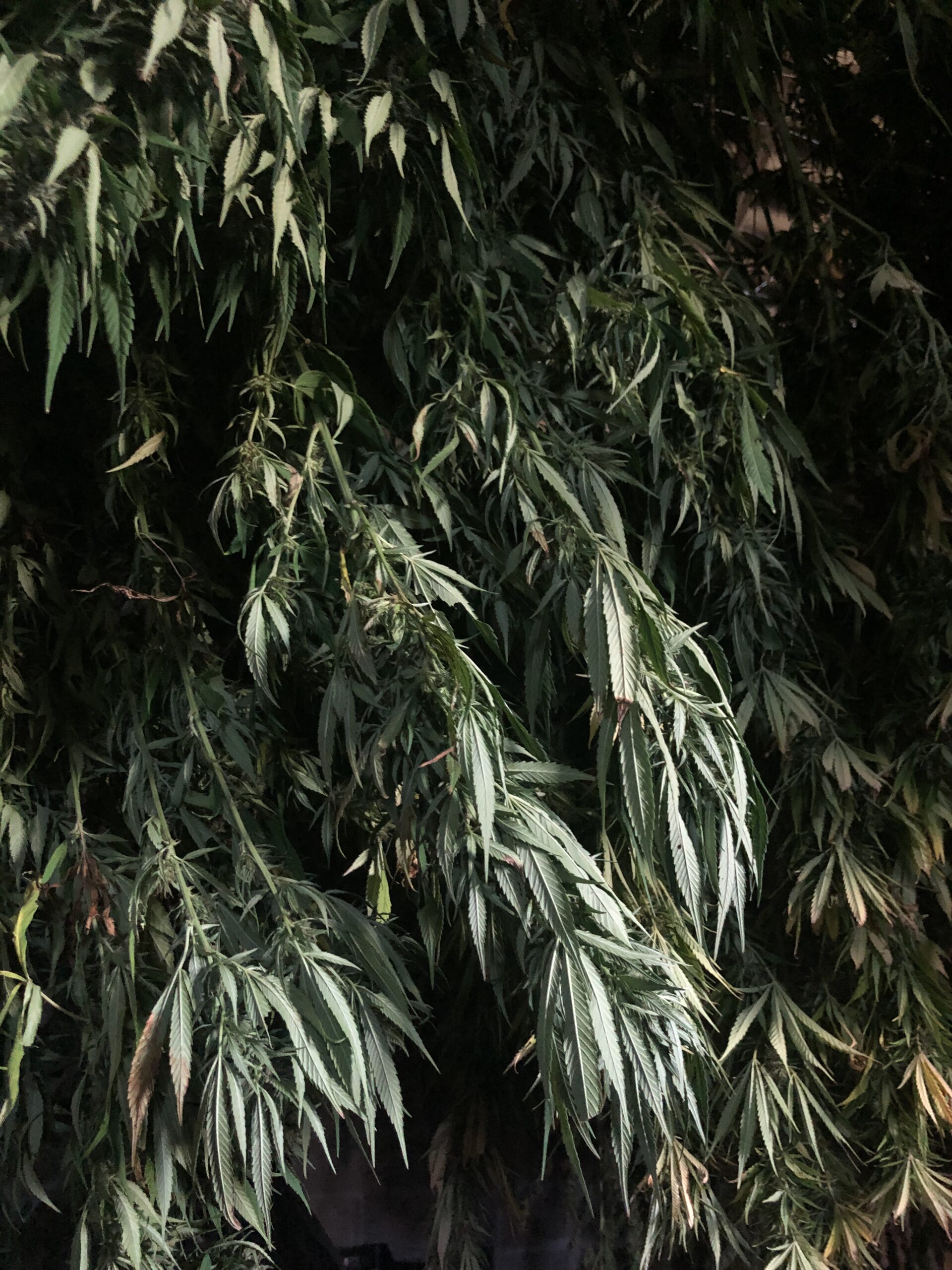 Plant de chanvre, Les Chanvres de l'Atlantique