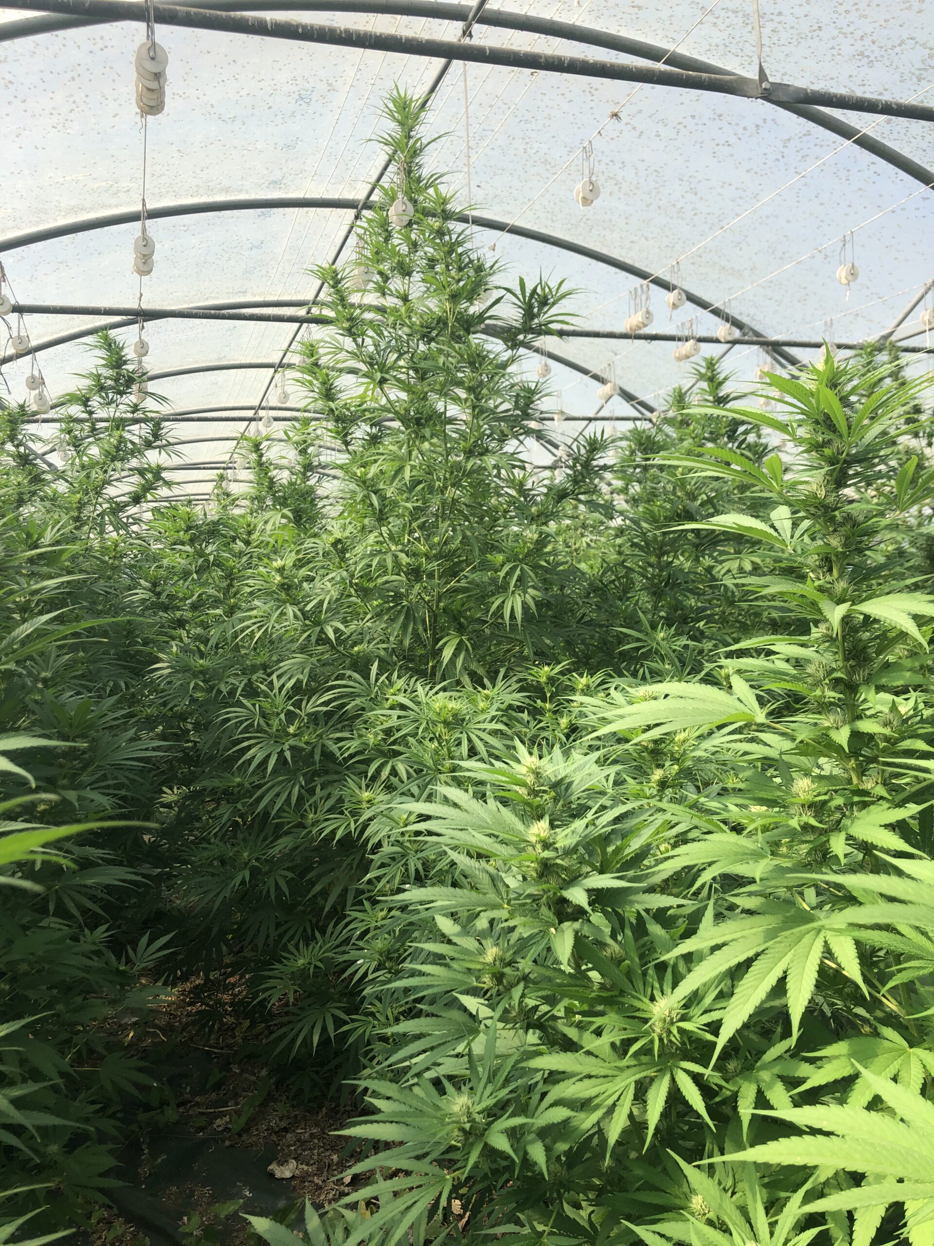 Plants de chanvre en serre, Les Chanvres de l'Atlantique