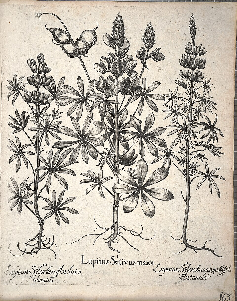 Lupinus albus