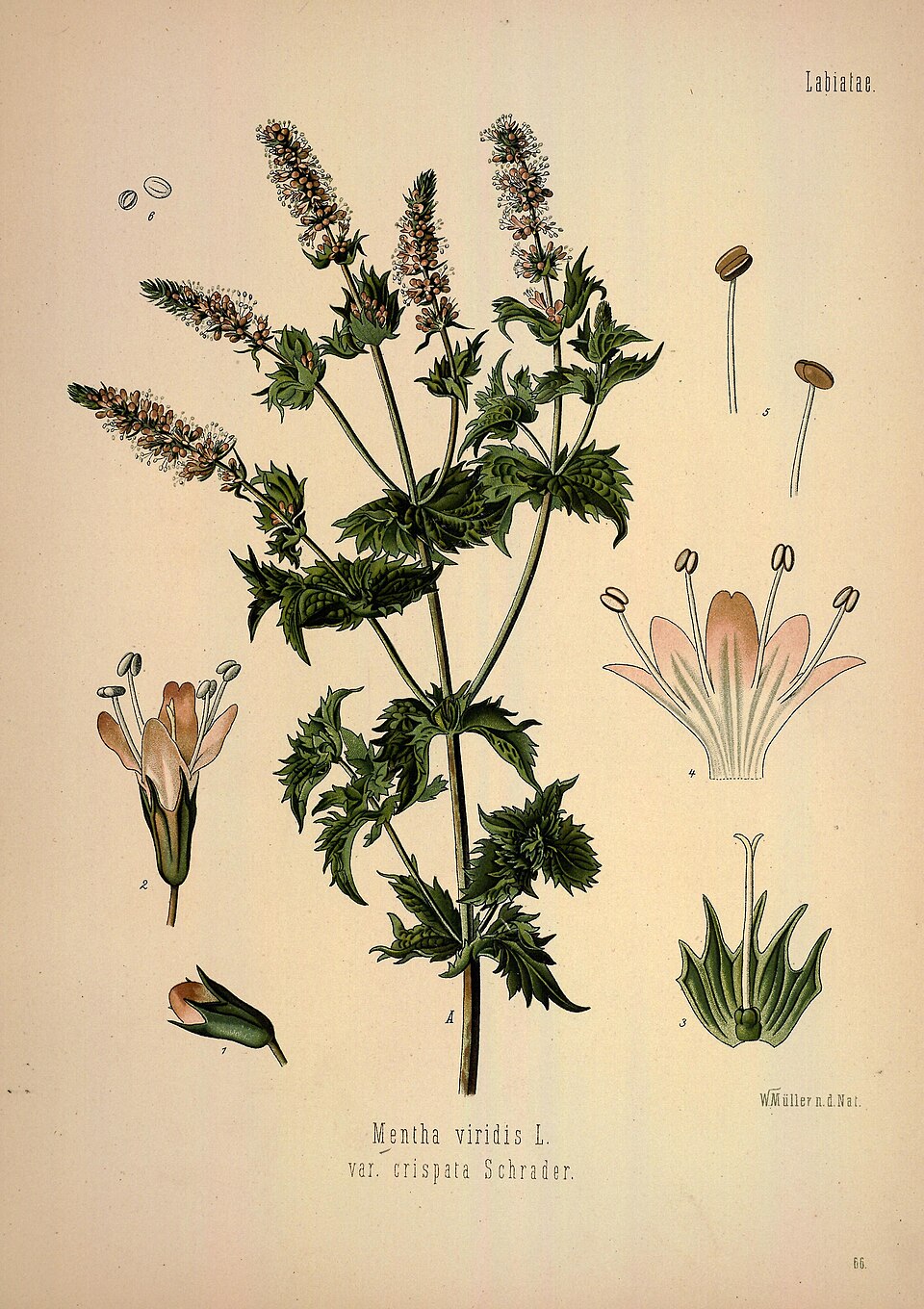 Mentha spicata var. crispa
