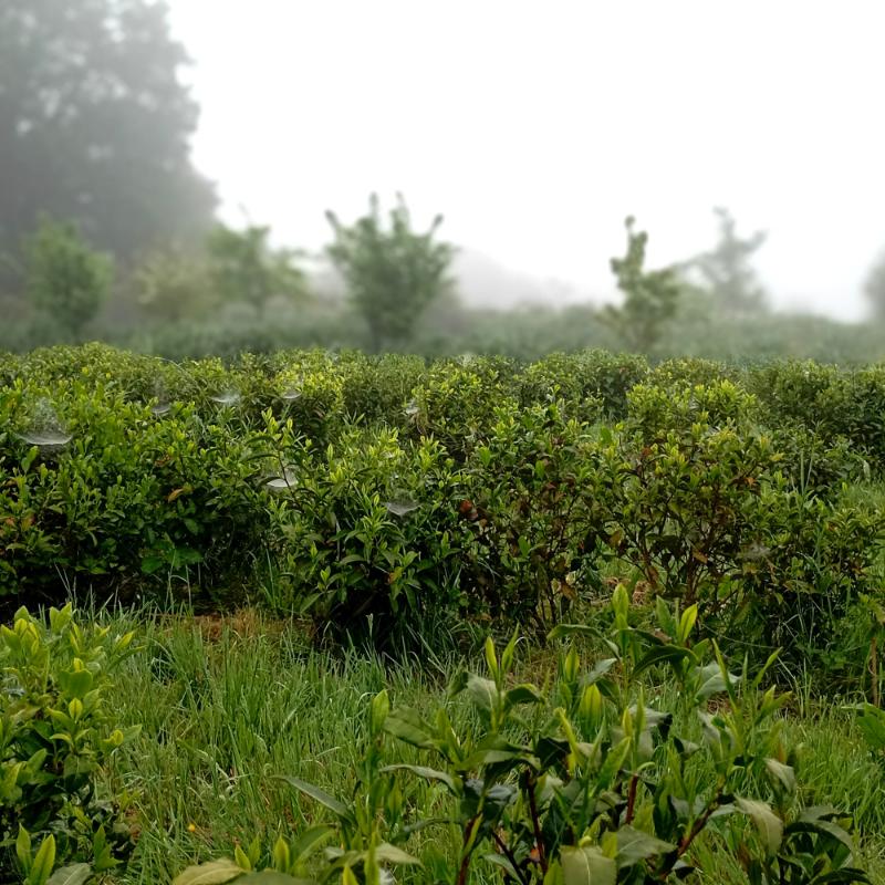 Jardin Sainte Marie de la lande sous la brume, Les Landes Vivantes