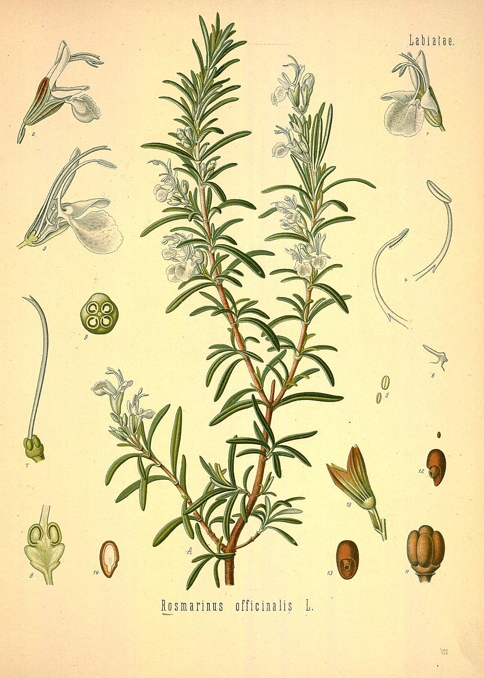 Salvia rosmarinus