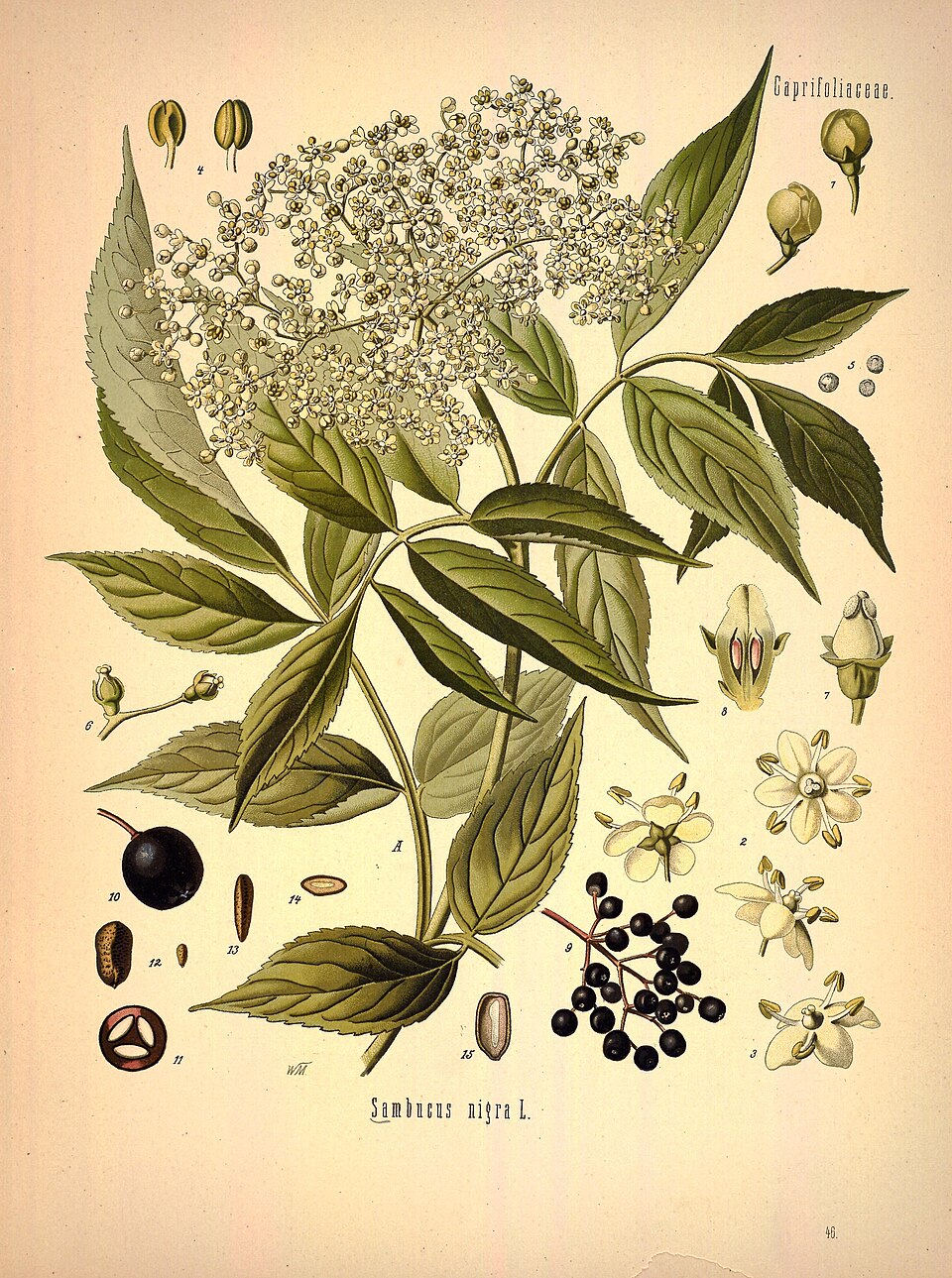 Sambucus nigra