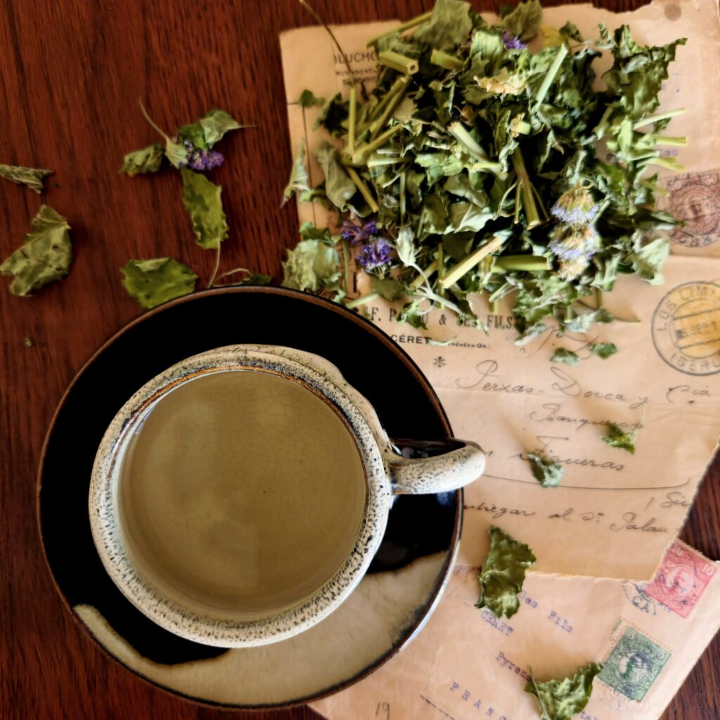 Agastache anisée avec tasse