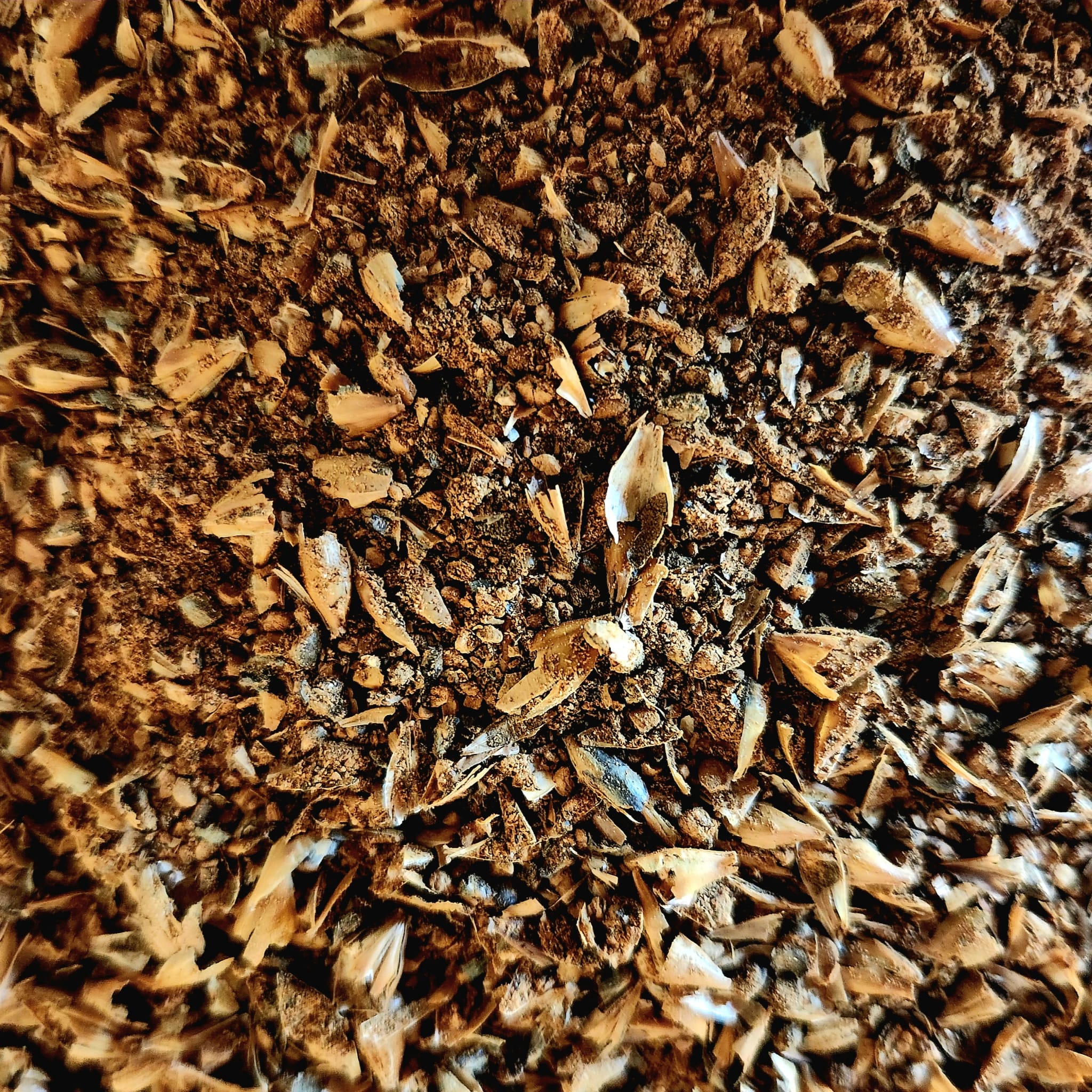 Dorure de Malt, gros plan