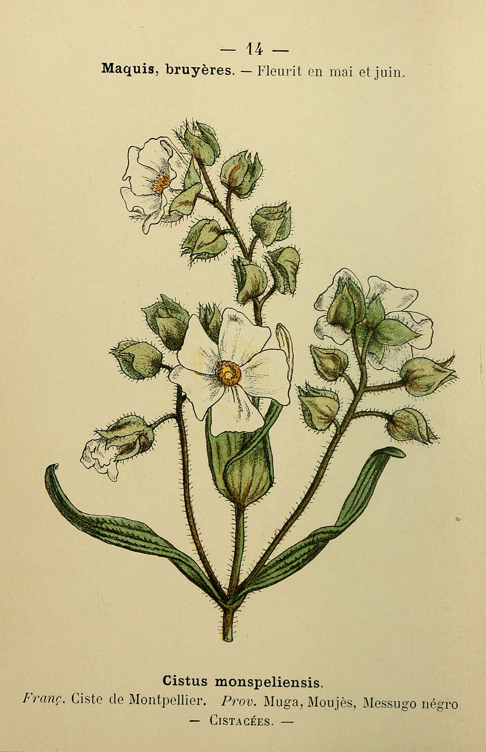Lavandula angustifolia