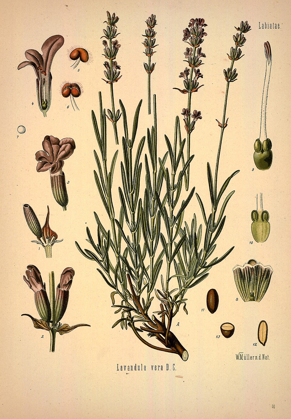Lavandula angustifolia
