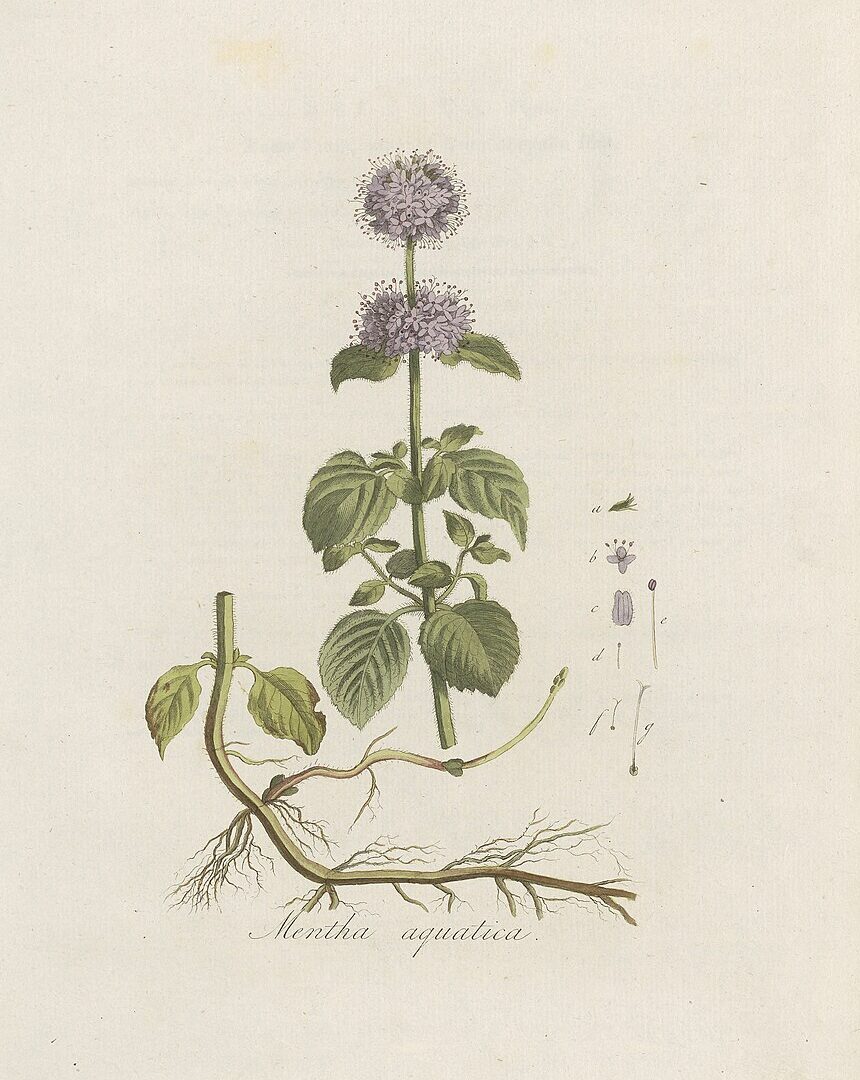 Mentha citrata
