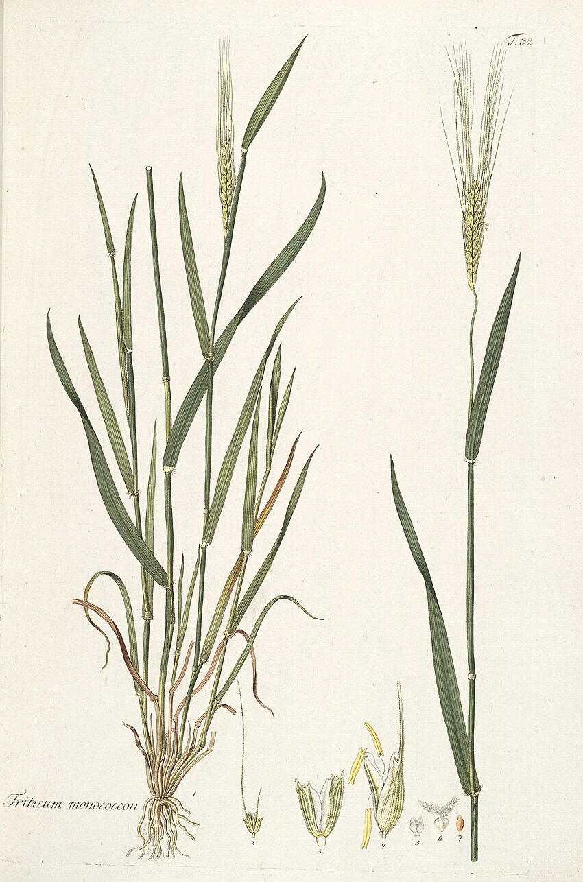 Triticum monococcum