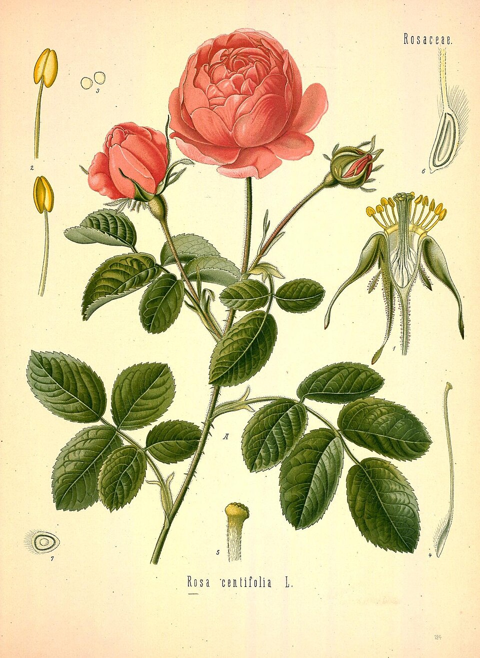 Rosa gallica