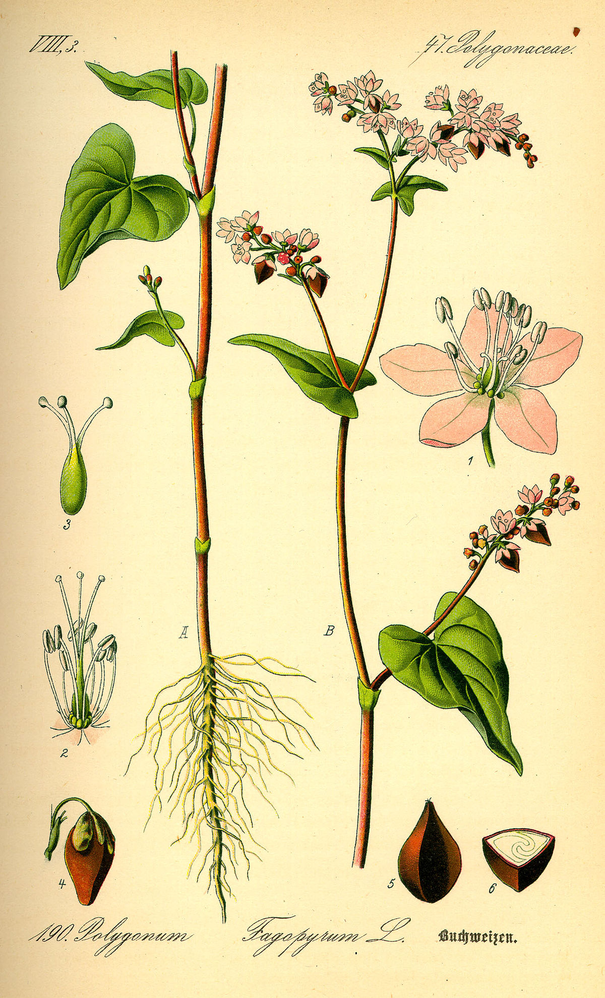 Fagopyrum esculentum