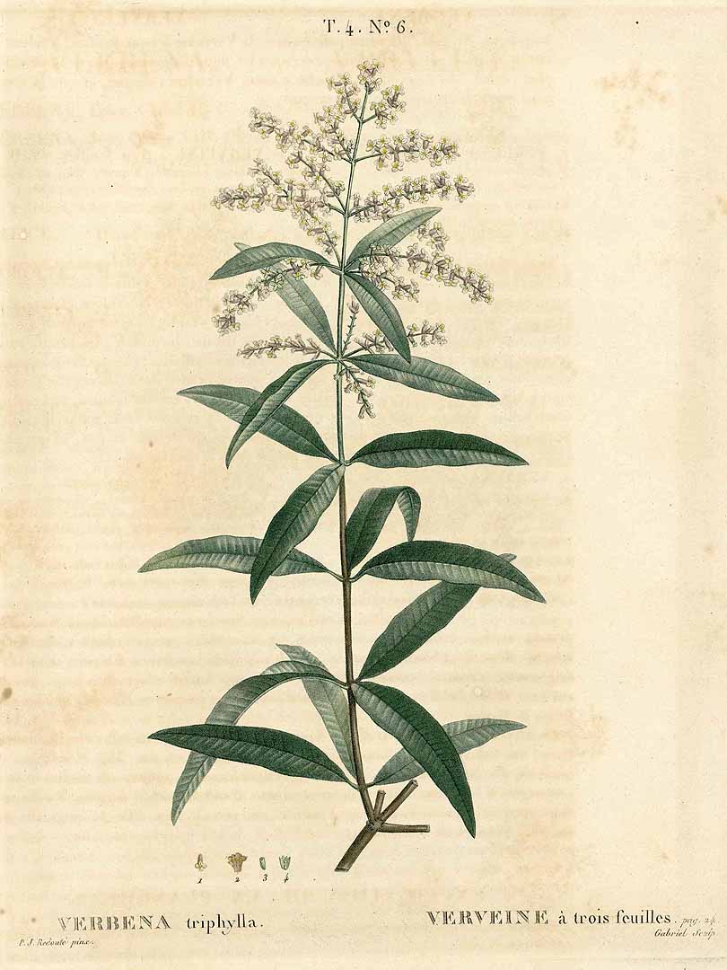 Aloysia citrodora
