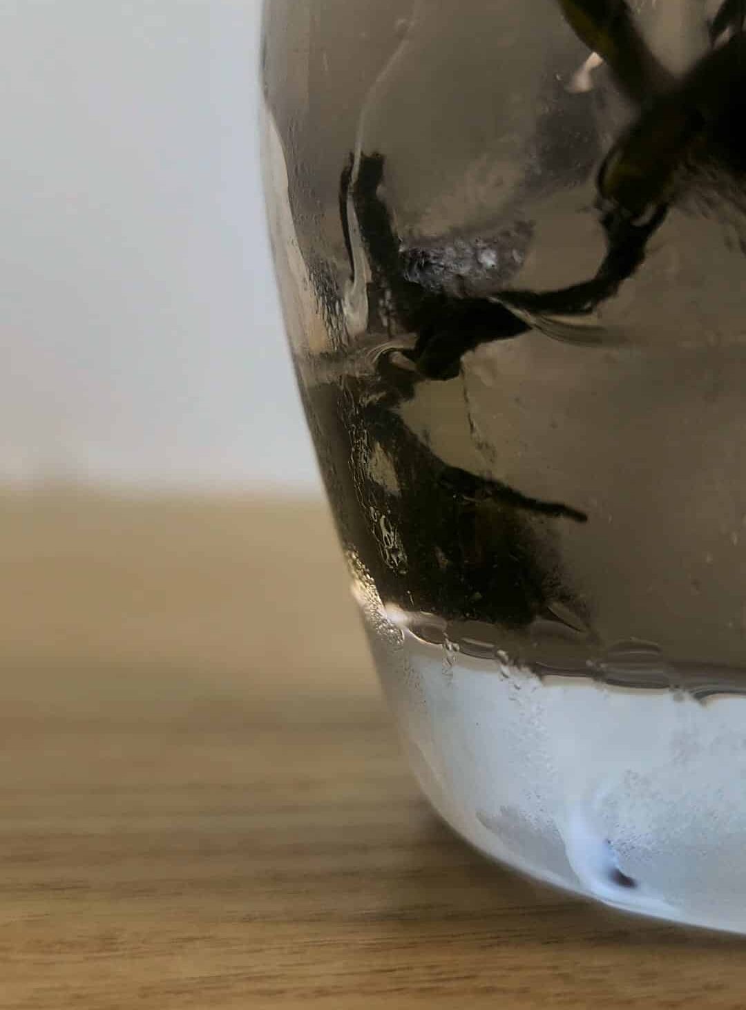 Verre condensation koridashi Antique Thé
