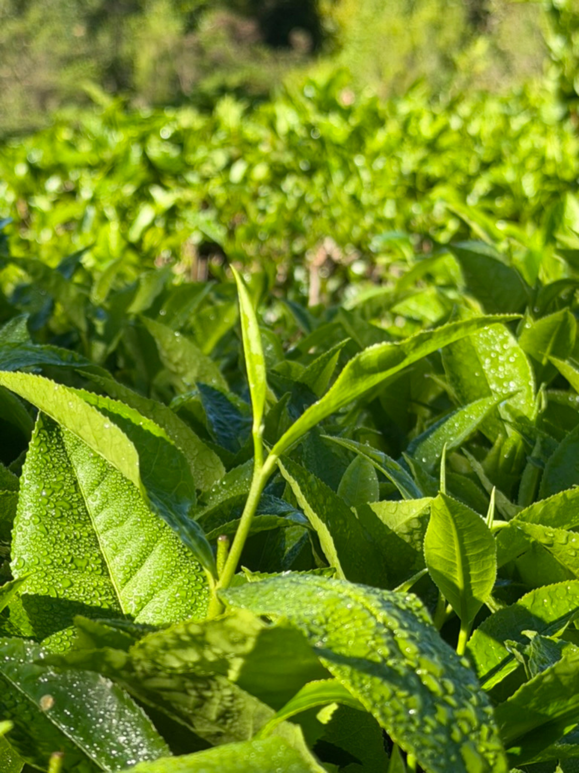 Gros plan sur les feuilles de thé, Le Labyrinthe En-Champ-Thé