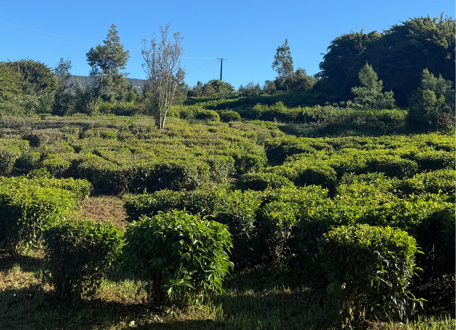 Les cultures de théiers du Labyrinthe En-Champ-Thé, Saint-Joseph, La Réunion