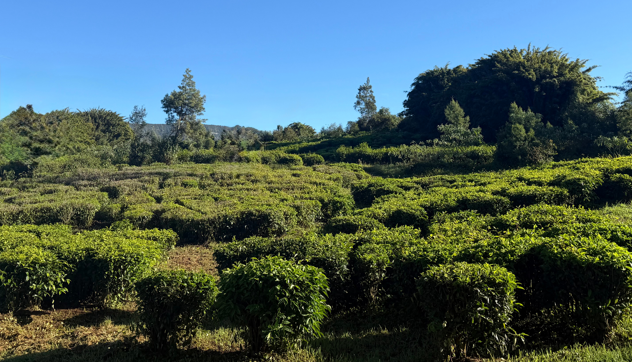 Les cultures du Labyrinthe En-Champ-Thé, Saint-Joseph, La Réunion